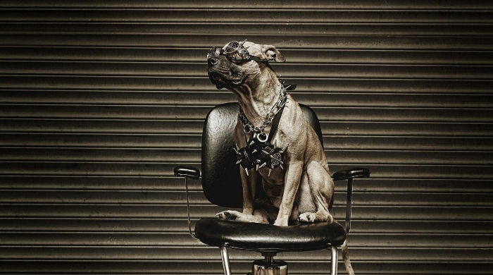 Partner der Piercerfernschule - Piercen lernen und Piercer werden: Bloody Dogs Tattoo Piercing Bodymodification Harsewinkel